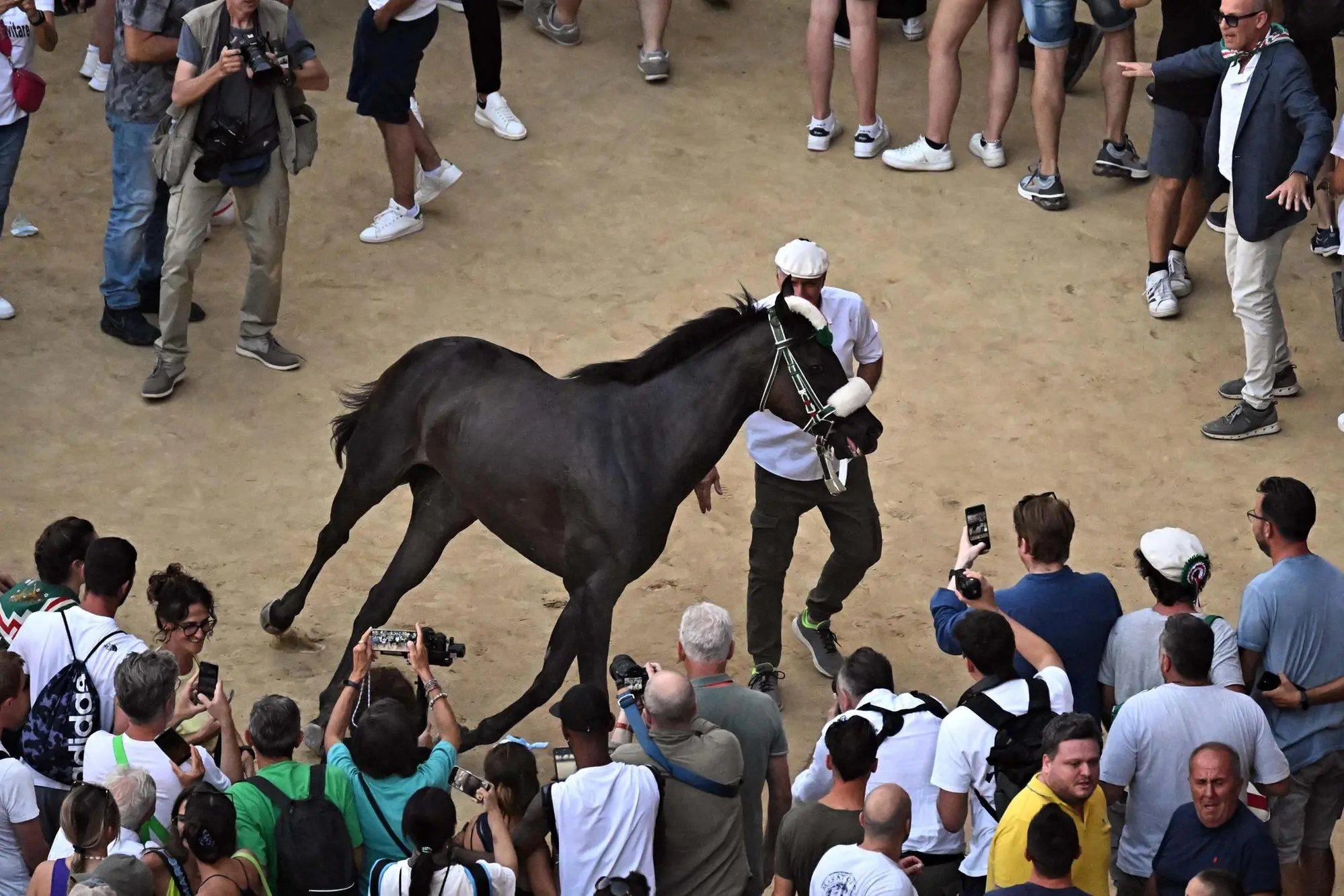 Il cavallo Zio Frac, che ha vinto da "scosso" il Palio di Siena (foto Ansa)