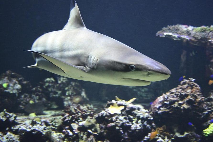 Azzannato alla gamba da uno squalo, turista italiano muore dissanguato