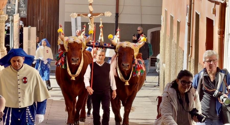 Dermatite nodulare, allarme anche per la festa di Sant’Efisio: buoi a rischio