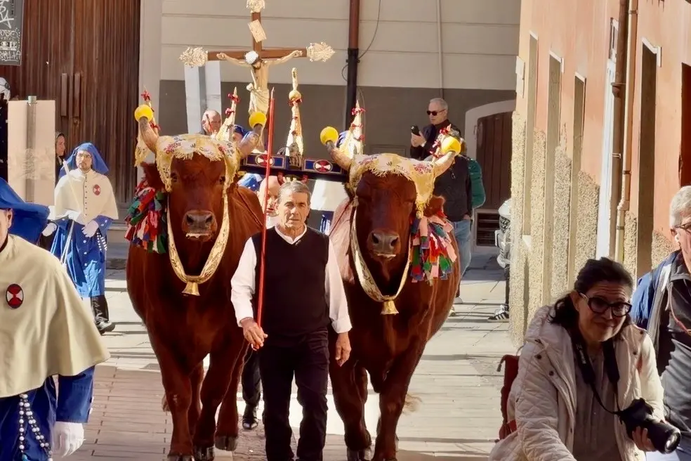 Il cocchio dei buoi durante la festa di Sant’Efisio (archivio L'Unione Sarda)