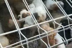 Traffico illegale di cuccioli dalla Slovacchia, sgominata una banda VIDEO