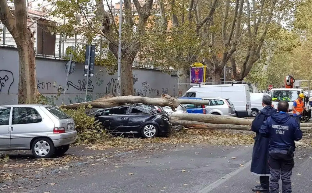 Un albero caduto per il matempo in una strada di Roma (Ansa)