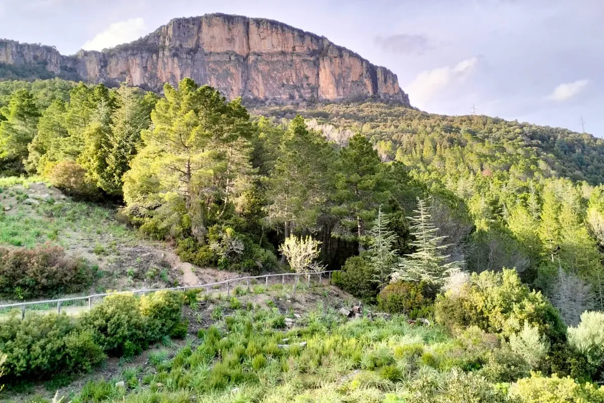 La foresta di Montarbu (foto Sergio Loi)