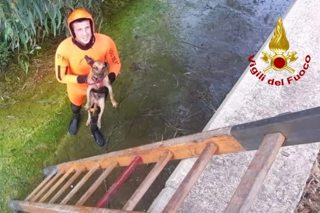 Il sommozzatore dei pompieri con il cagnolino (Foto Vigili del Fuoco)