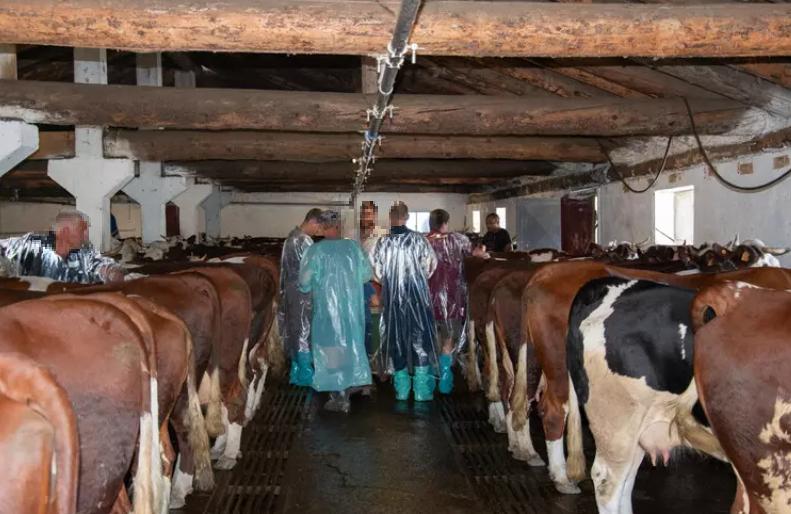 Dermatite bovina, tre focolai attivi. Gli allevatori: «A rischio i sacrifici fatti dall’intero comparto dell’Isola»