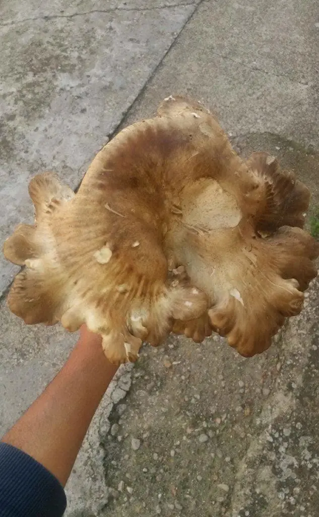 Un'altra immagine del fungo