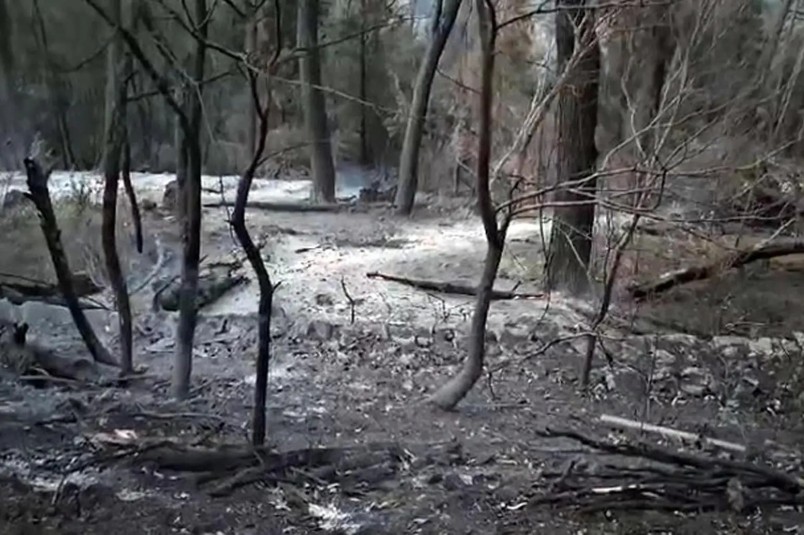 I sughereti e i terreni agricoli nel territorio di Pozzomaggiore devastati da un incendio