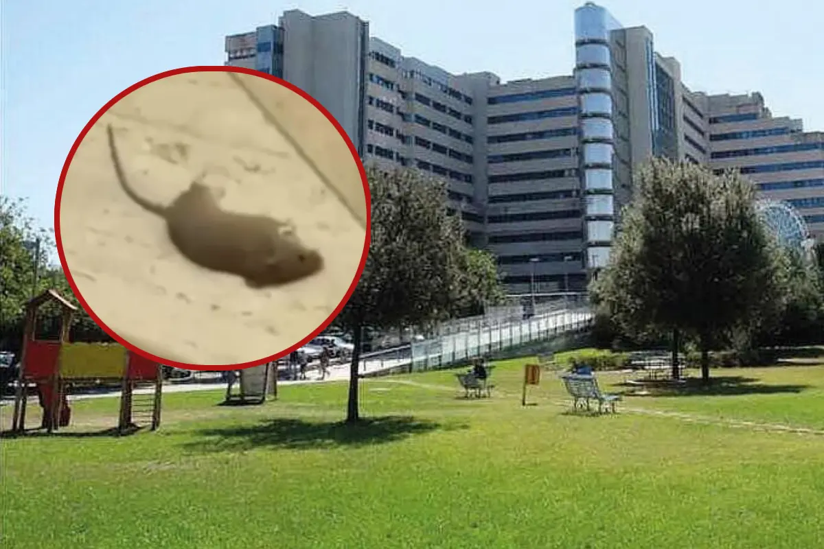 Il video del topo morto al Brotzu