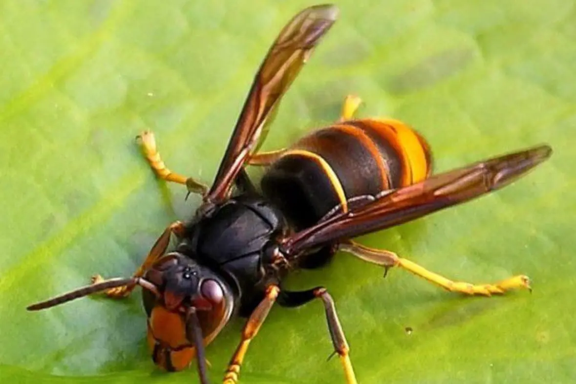 Una vespa asiatica