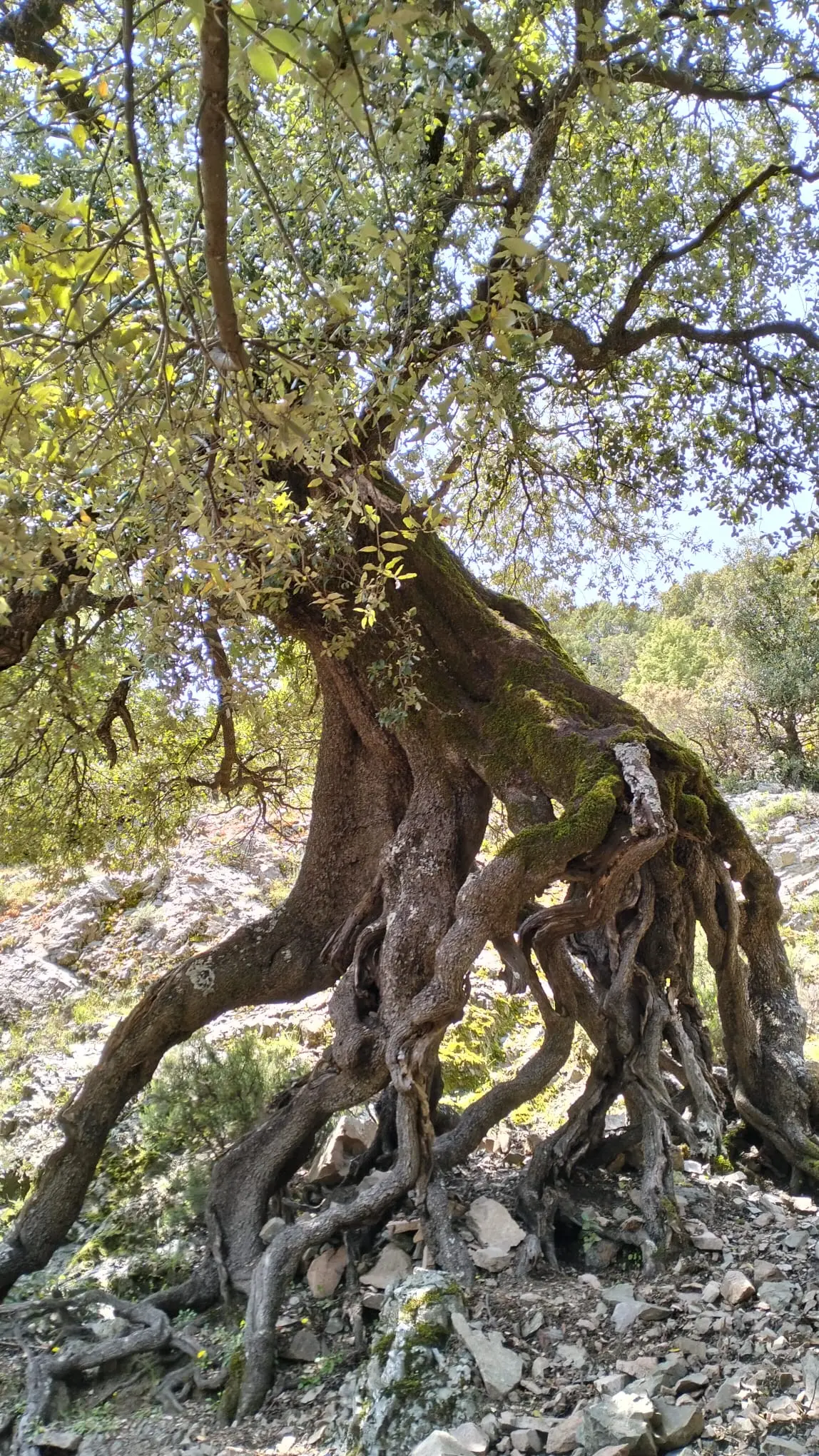 I lecci di erbelathori di Villagrande Strisaili (Foto Sergio Loi)