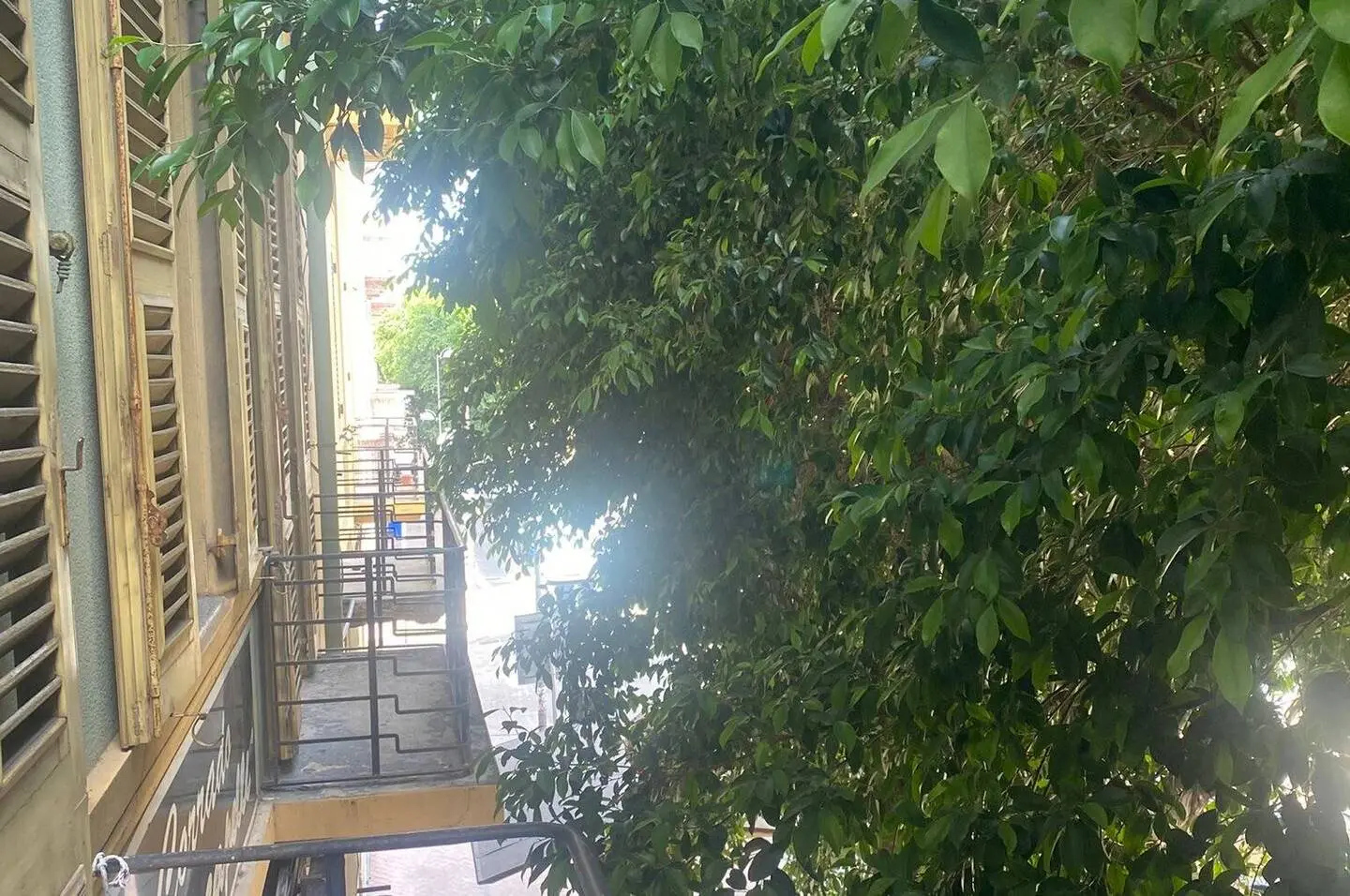 Un ficus “invadente”, proteste in via Paoli