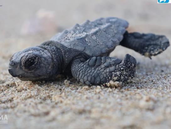 L'Asinara, nascono 61 tartarughe Caretta caretta