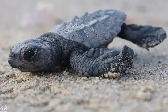 Piccoli di Caretta caretta nati all'Asinara ((foto Crama)