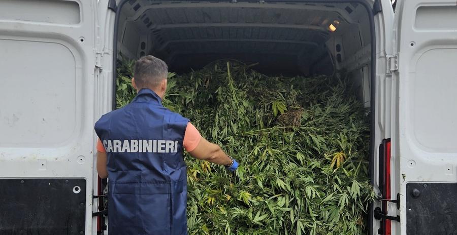 Serre di cannabis, nove arresti