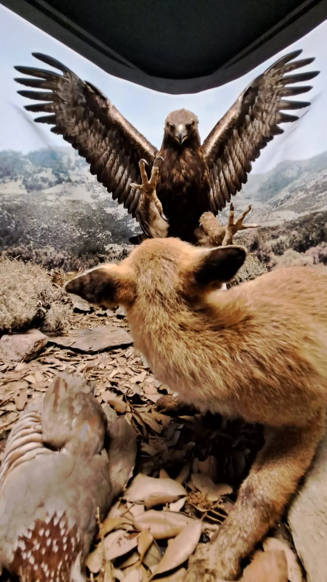 La mostra naturalistica (foto Onano)