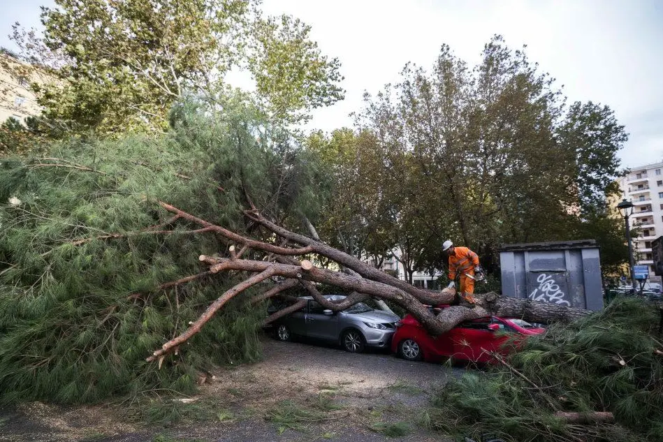 Un albero caduto a Roma (Ansa)