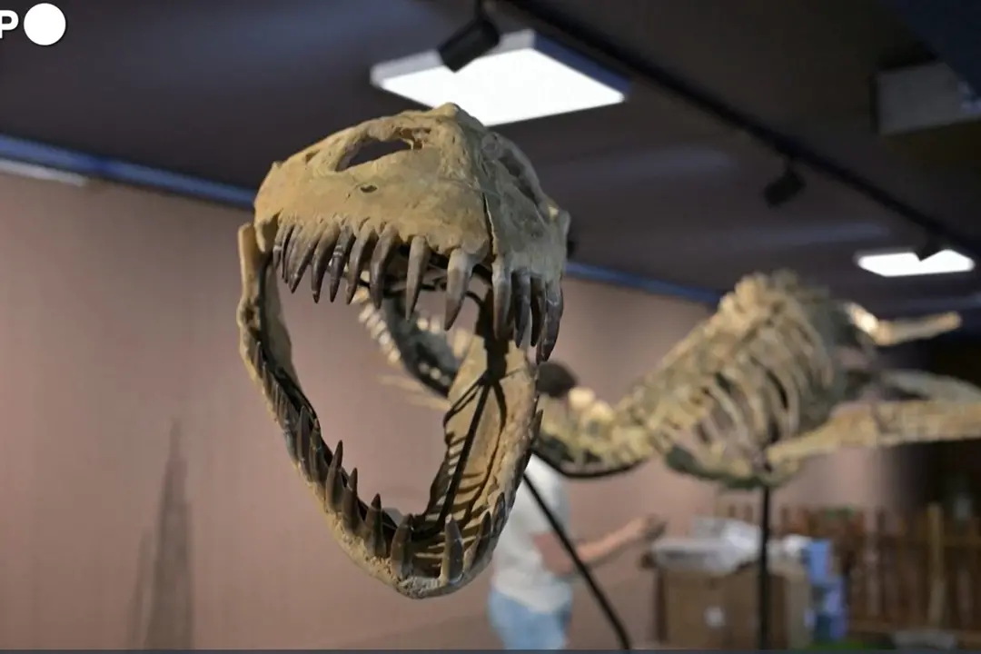 All’asta uno scheletro di Elasmosaurus lungo 9 metri, base stimata 200mila euro