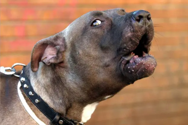 Un pitbull