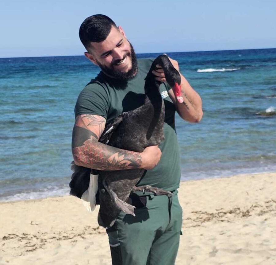 Un cigno nero in fuga a Orrì: è stato salvato