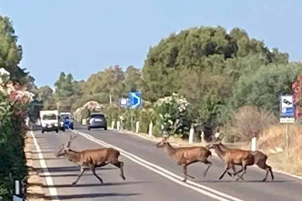 Tre cervi che attraversano la strada statale 195