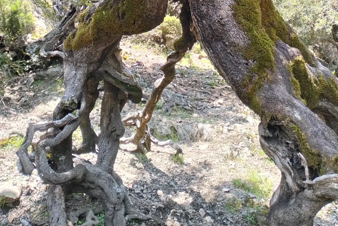 I lecci di erbelathori di Villagrande Strisaili (Foto Sergio Loi)