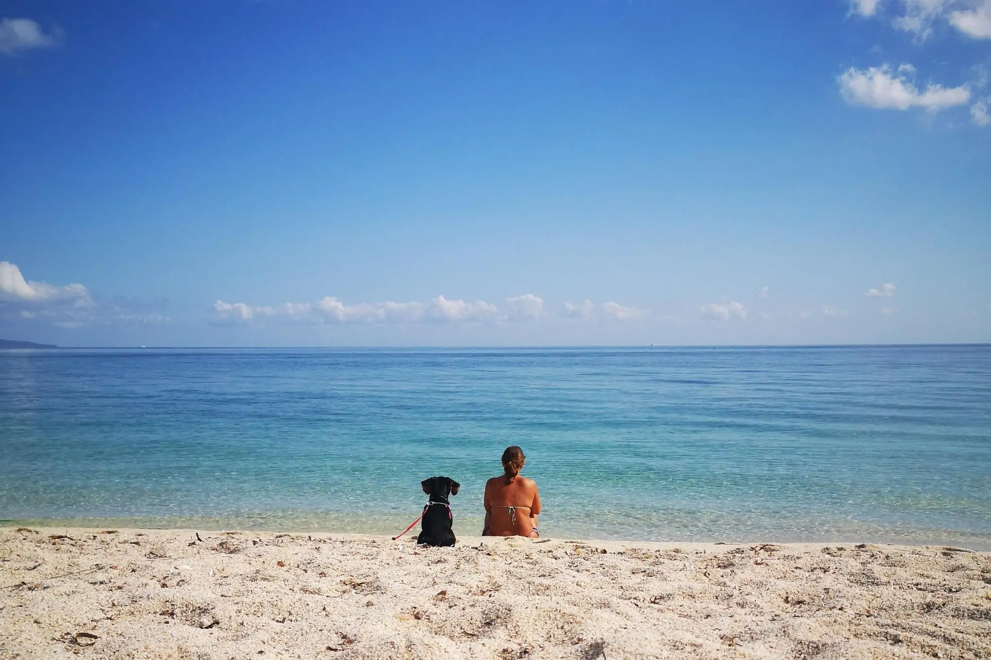Spiaggia per cani