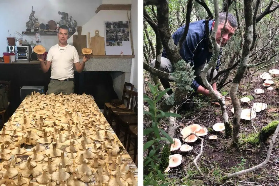 I funghi puliti a tavola, sulla destra la raccolta record