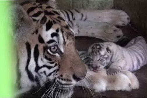 Festa allo Zoo di Lima per tre tigrotti del Bengala, uno è bianco