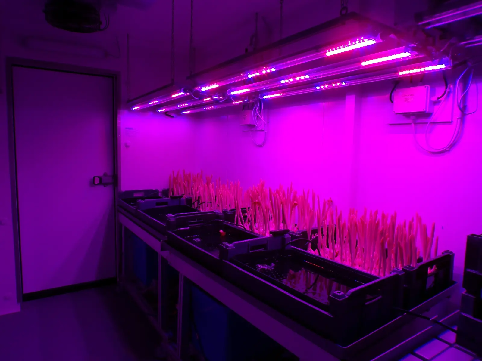 Bloomlabs, la indoor farm