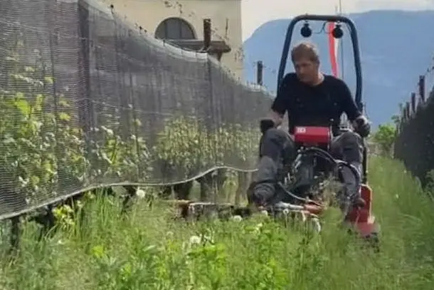 La cura dei vigneti nell'azienda agricola (dal sito ufficiale)