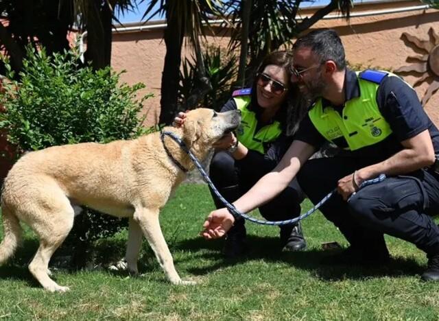 Cani da adottare, le foto nel sito web del Comune