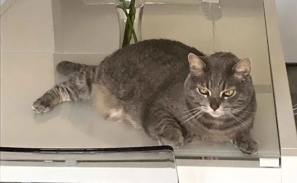 &quot;Oscar è il gatto di mia moglie, Daniela Lequile&quot;, la foto da Quartu Sant'Elena