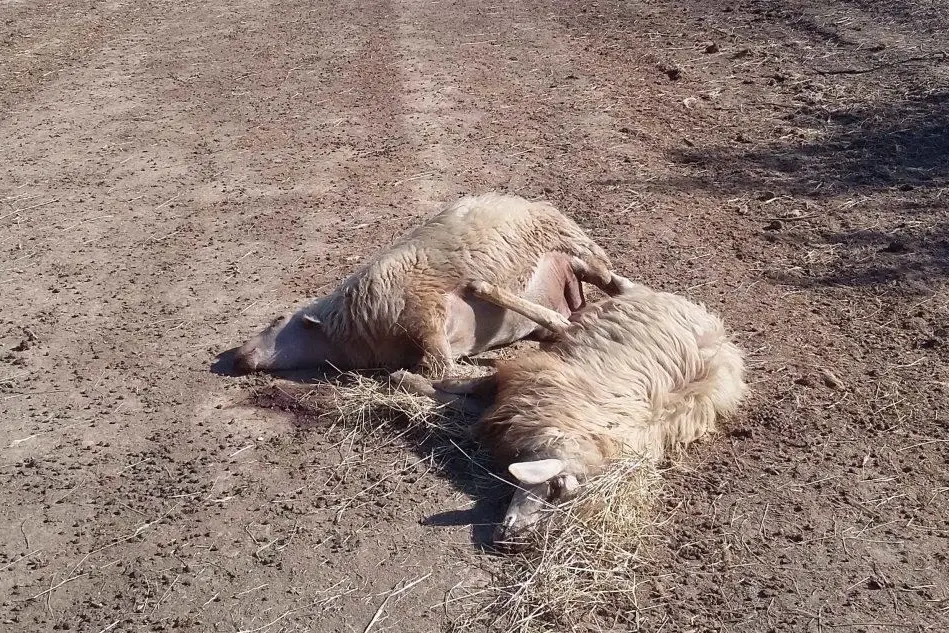 Gli ultimi due ovini morti stamattina nell'azienda di Luca Toro a Villamassargia