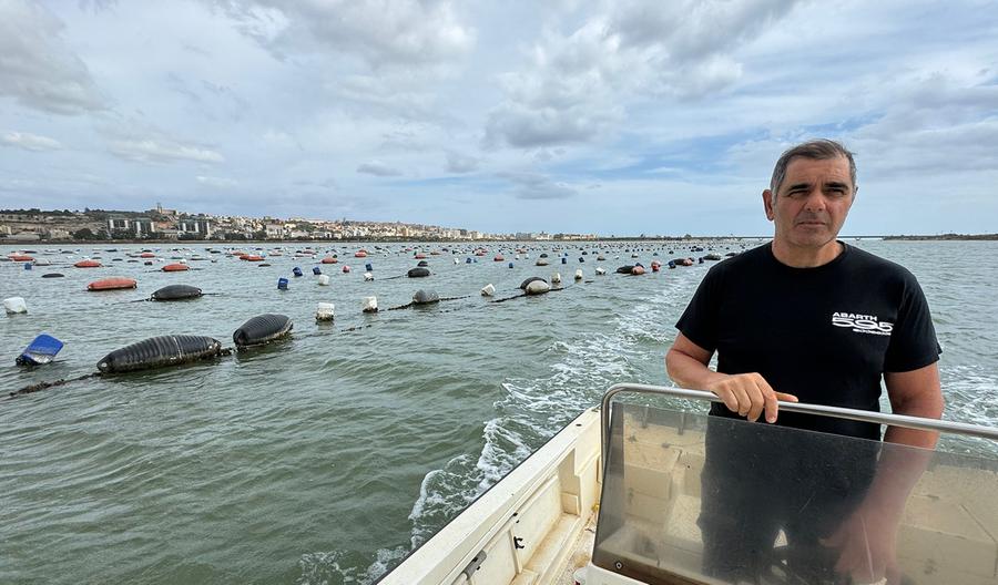 Nuova strage di cozze e ostriche