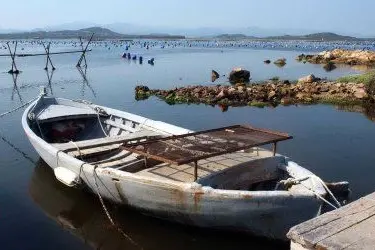 UN VIVAIO DI COZZE