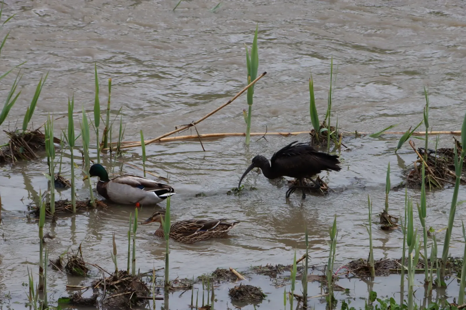 Quartucciu, il mignattaio avvistato da Murru e Porcella