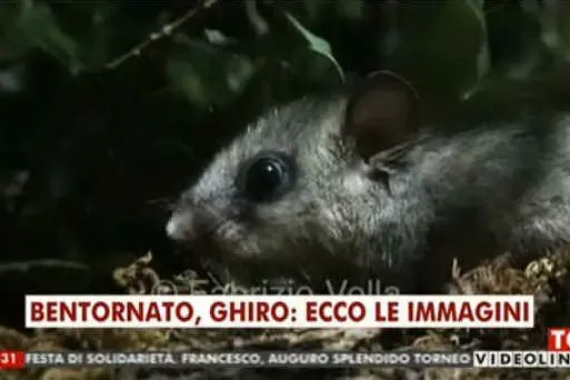 Il ghiro
