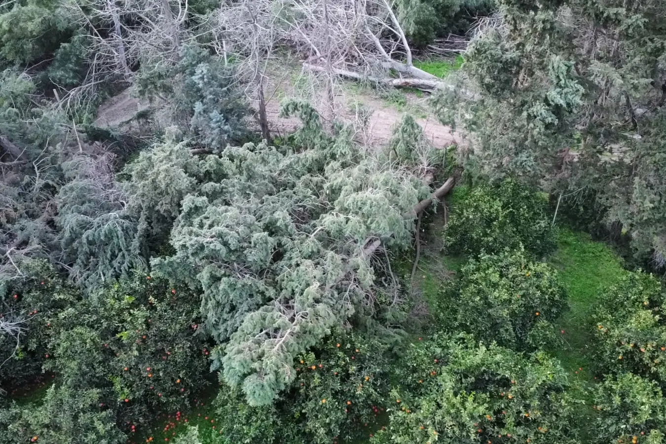 Una veduta aerea dell'agrumeto devastato dal maestrale