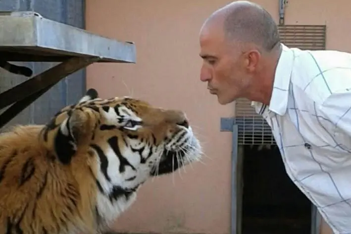 Marino Nonnis con una tigre siberiana (foto L'Unione Sarda)