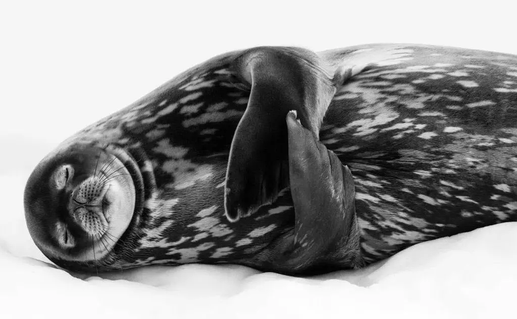 I sogni di una foca. Di Ralf Schneider