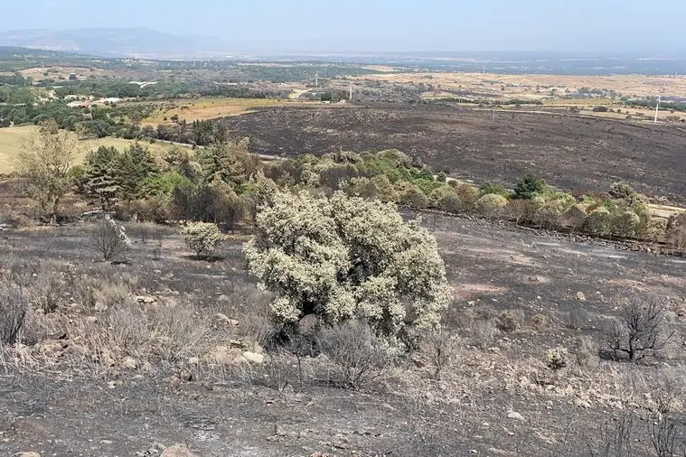 Il Montiferru devastato dalle fiamme (L'Unione Sarda - Deidda)