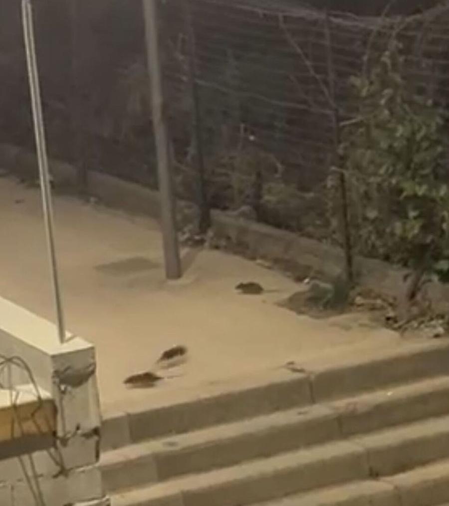 Invasione di topi in via del Lentisco  Emergenza sanitaria tra le abitazioni