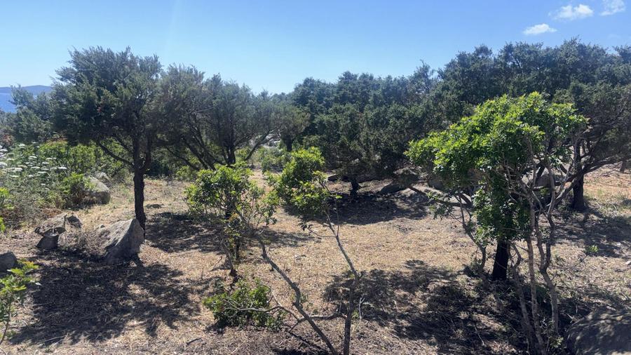 Multa per il taglio dei ginepri, il titolare del chiosco: «Punta Molentis? L’abbiamo ripulita»