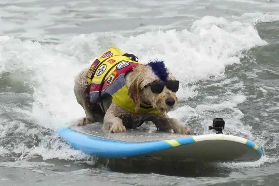 Derby, uno dei concorrenti al concorso californiano riservato al surf per i cani