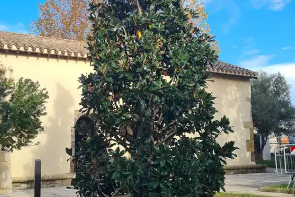 La grande magnolia installata a Pabillonis