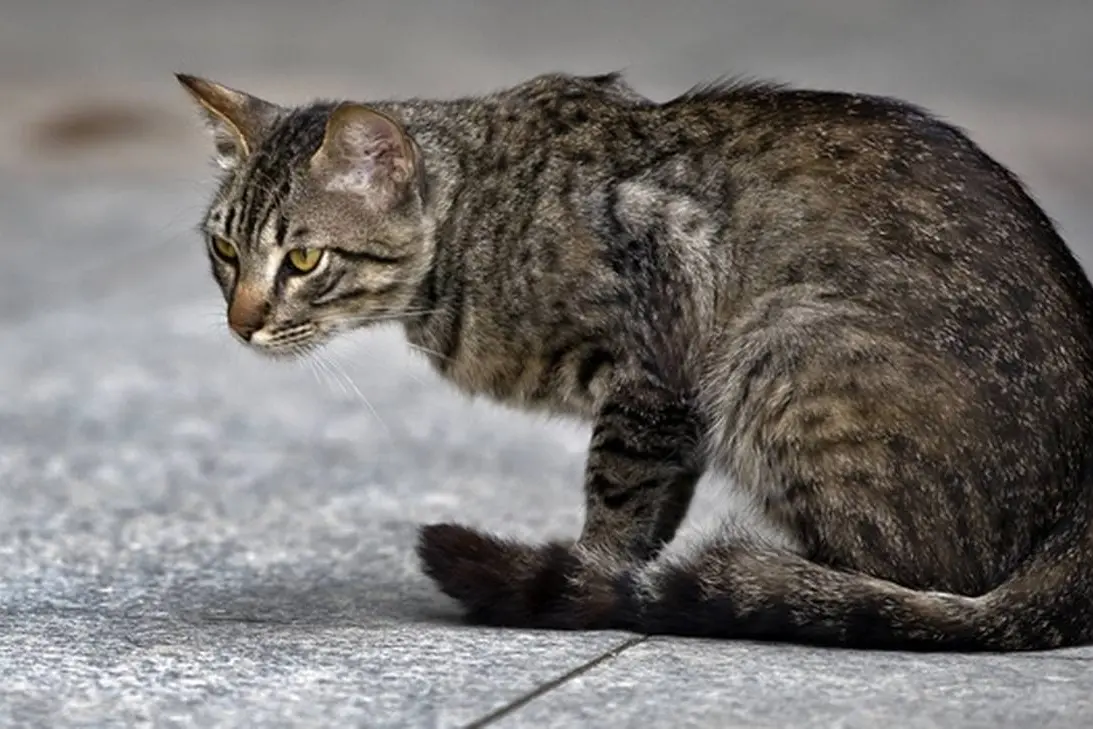 Un gatto randagio (immagine simbolo, foto da google)