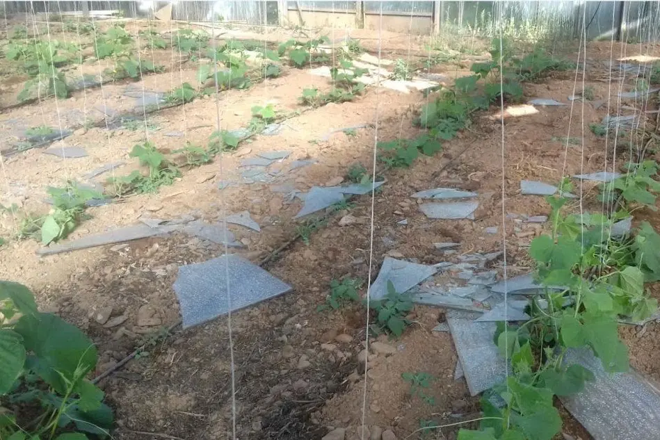 La serra distrutta dalla grandine a Iglesias