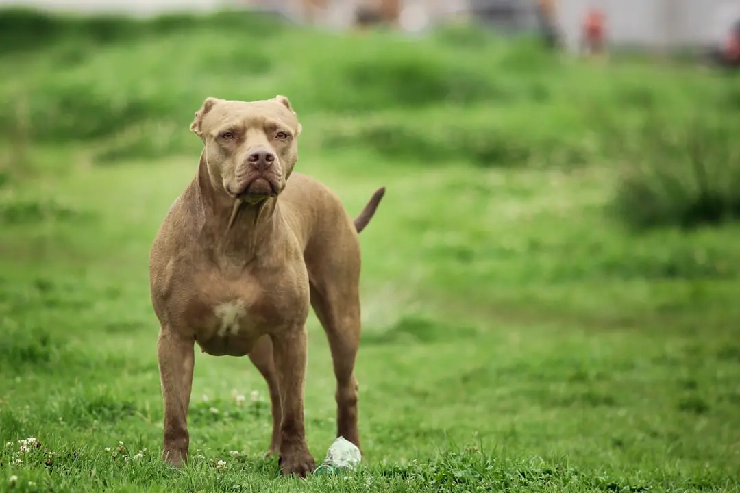Un pitbull (Unsplash)