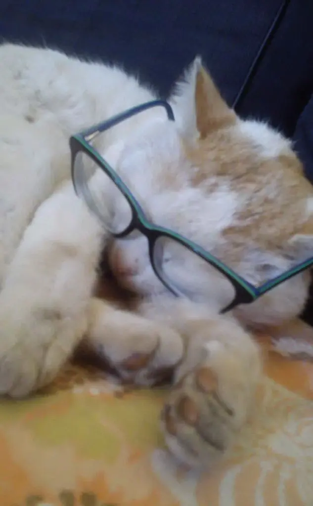 Garfield, la foto di Silvia di Domusnovas