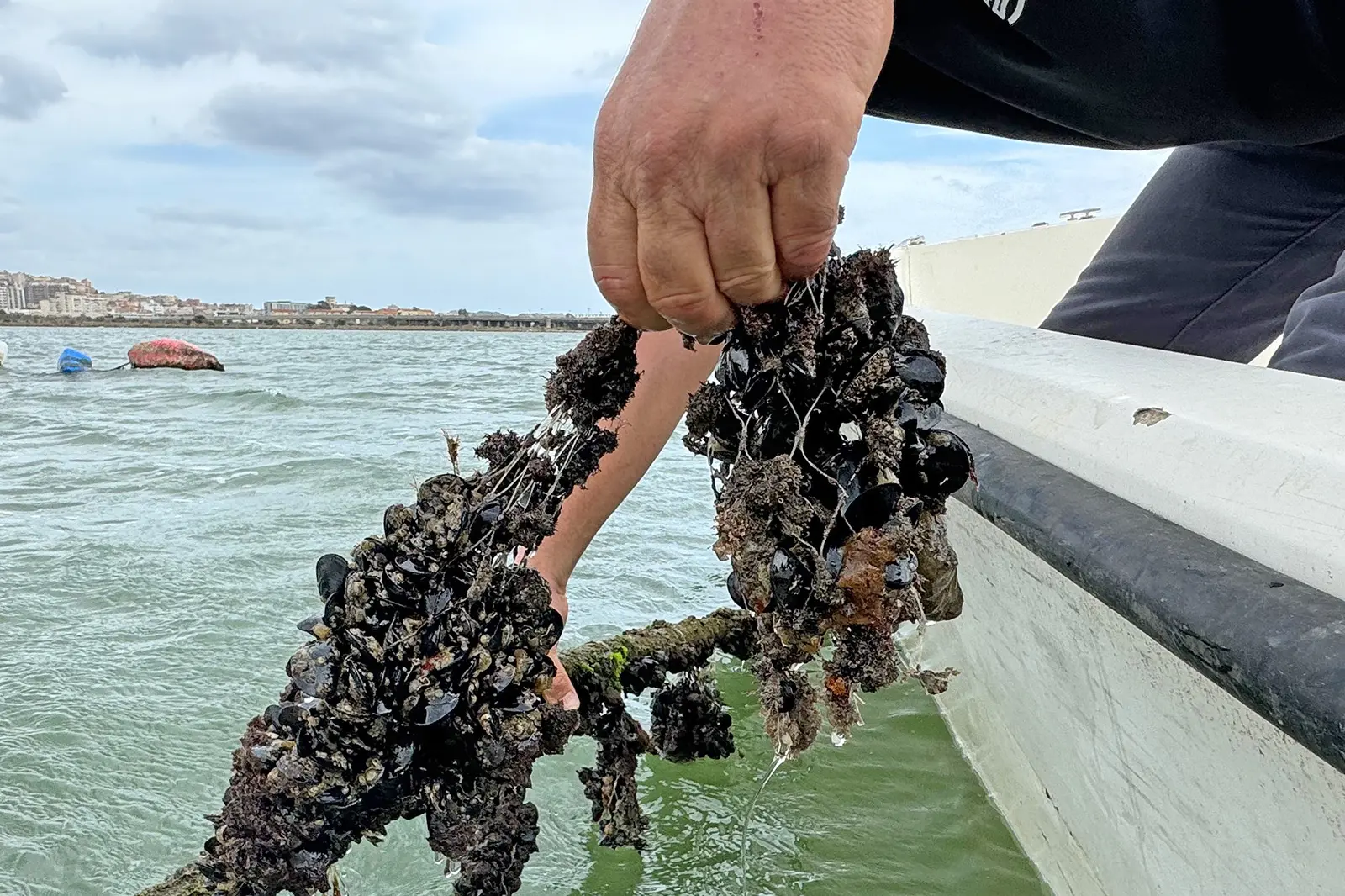 Cagliari 16 settembre 2024 - Moria di cozze nello stagno di Santa Gilla per il caldo . Stefano Anedda Endrich